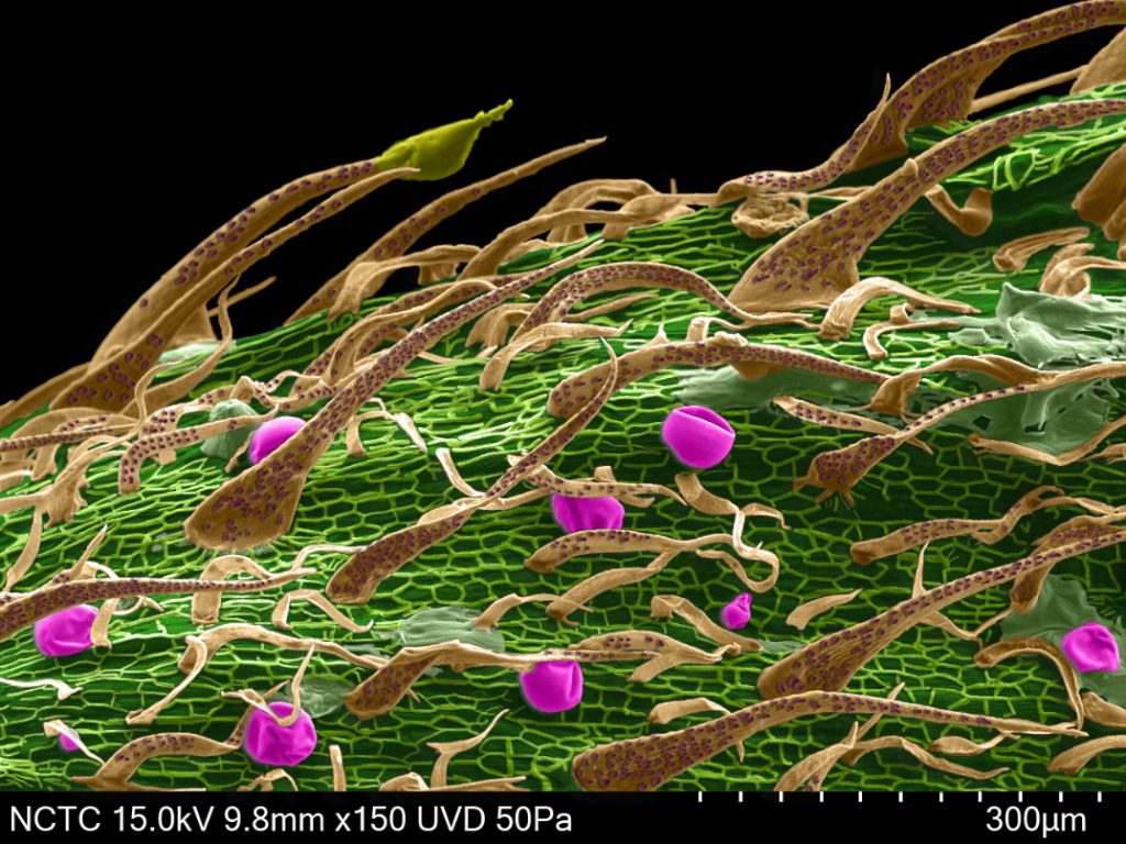 Cannabis Under The Scanning Electron Microscope – THAILAND SCIENTIFIC ...